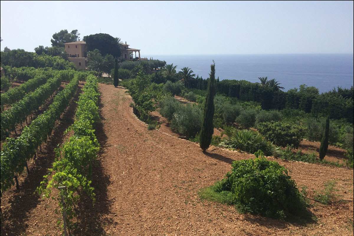 Cellar Ca’n Pico Visit